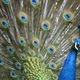 Image for article titled Comcast reveals Peacock lost $520 million this quarter, which is apparently no big deal